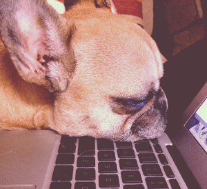 My Average Day As A Self-Employed Person Frenchie Sleeping