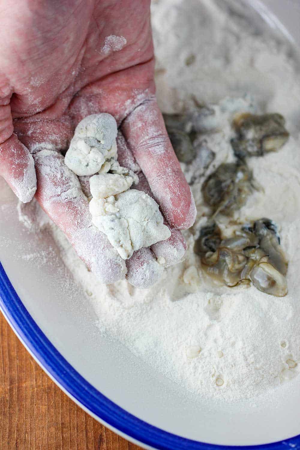 A hand holding raw oyster that have been dredged in flour for fried oysters.