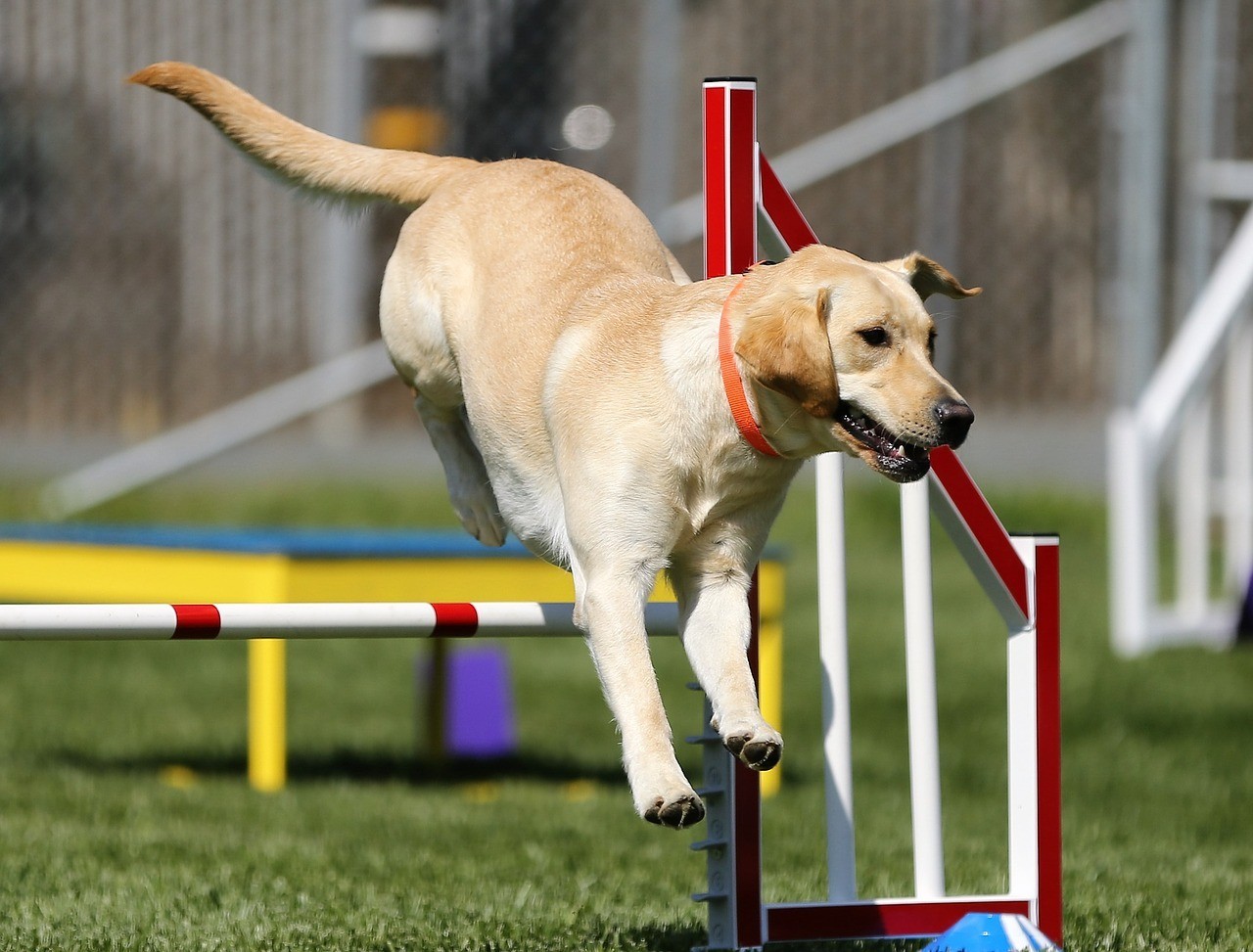 Jak lze využít agility hřiště