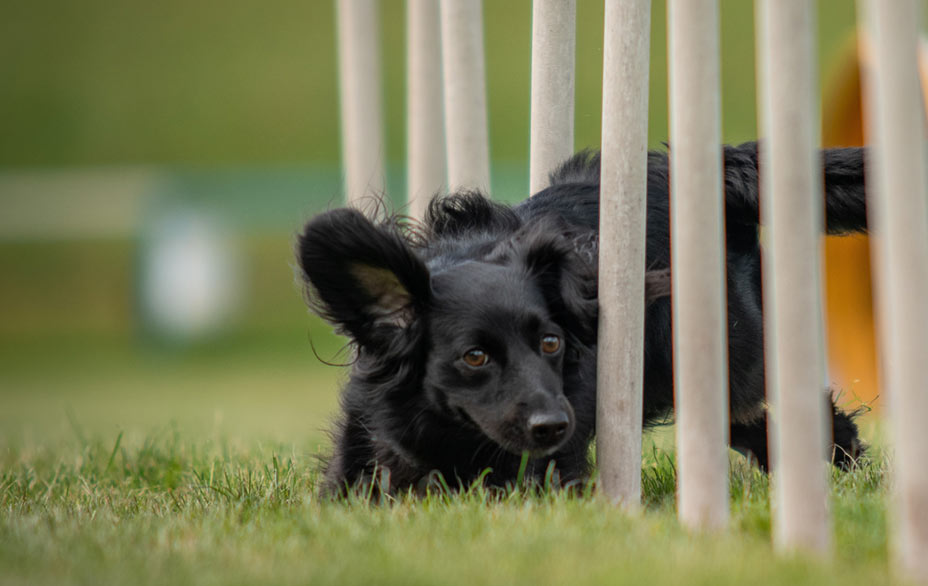 Agility pro vašeho psa