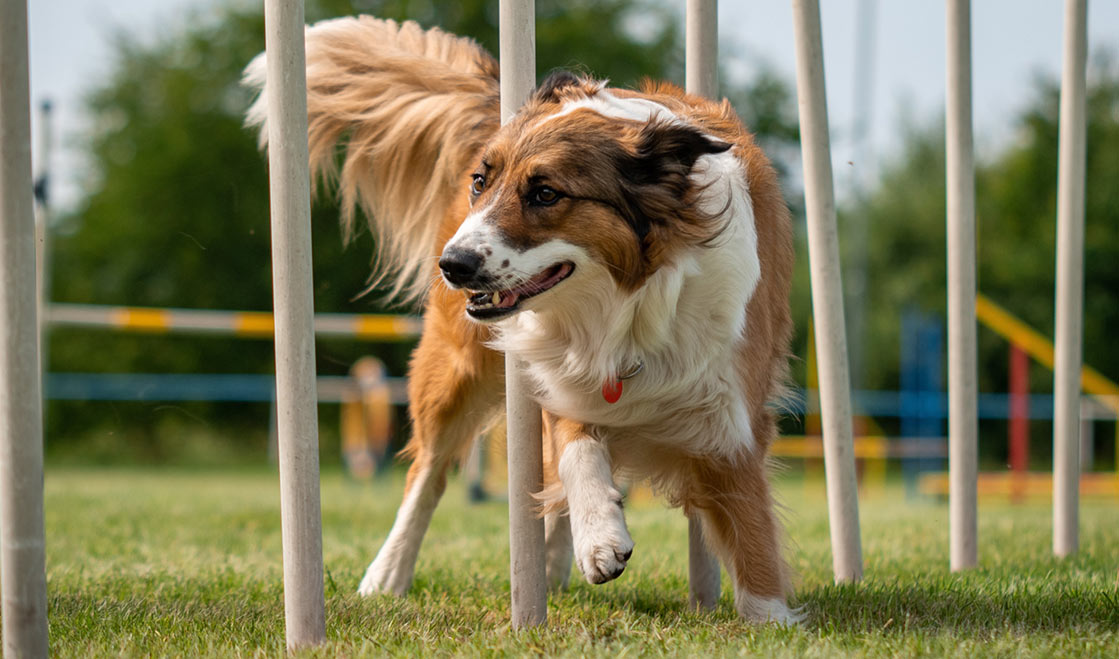 Agility – jedinečná spolupráce psa a člověka