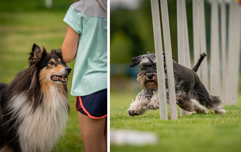 Je agility pro vás a vašeho psa?