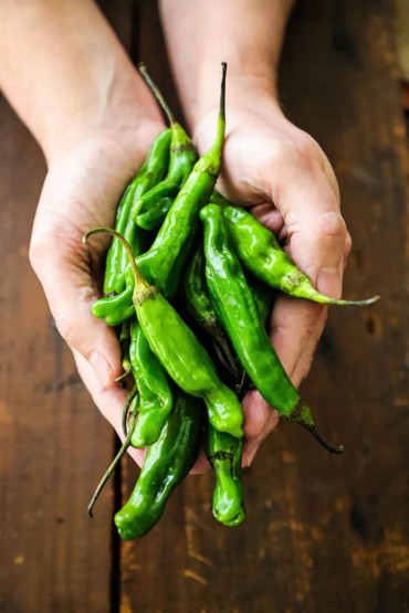 A person holding a bunch of uncooked shishito peppers in the palms of his hands.