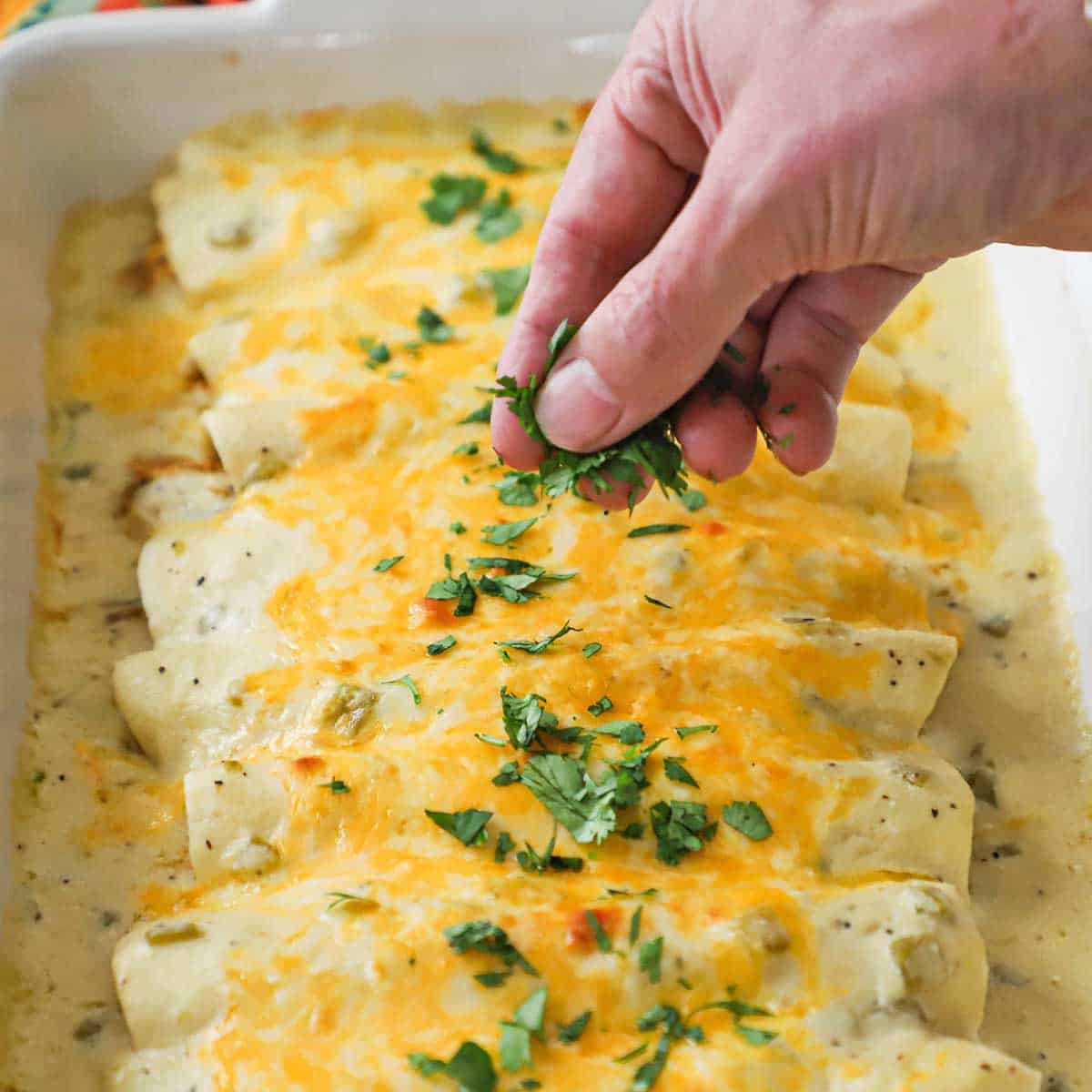 A person sprinkling chopped cilantro over the tops of a row of freshly baked chicken enchiladas with sour cream sauce in a white casserole dish.